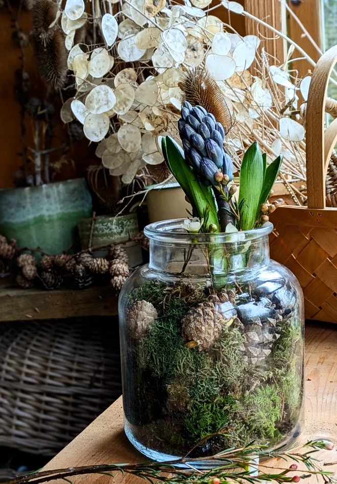 Glass jar with flowering hyacynth plant with moss and pine cones