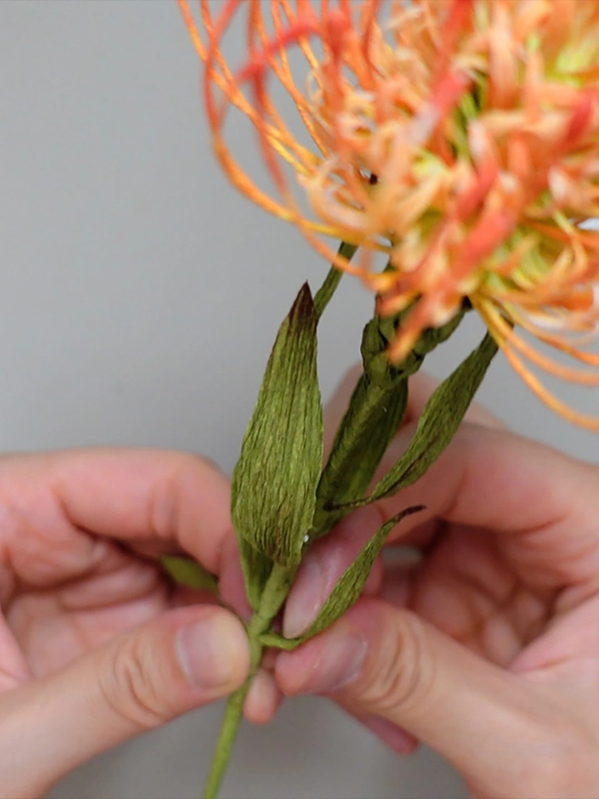 Crepe Paper Pincushion Protea DIY Kit