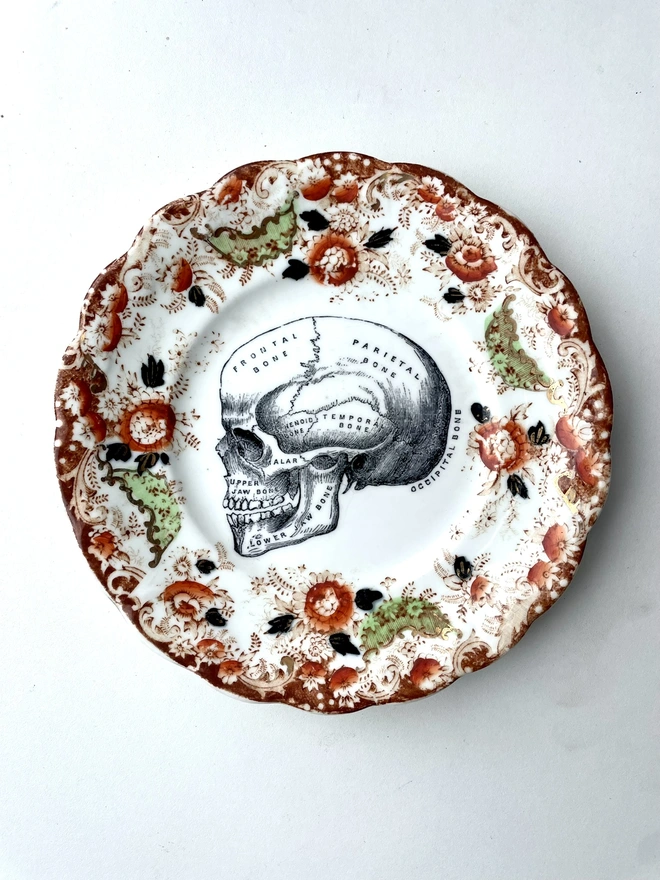 an ornate vintage china plate a pretty border and in teh centre is a vintage victorian illustration of an anatomical skull
