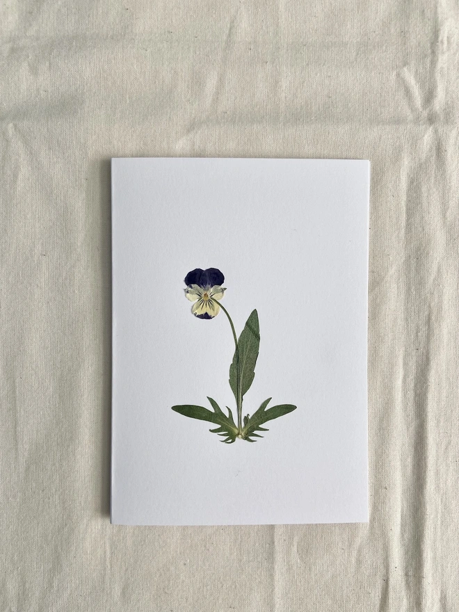 White greeting card with cream and purple pansy flower