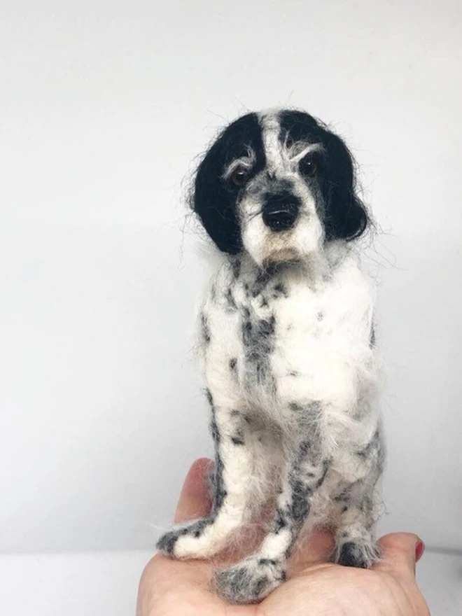 merino wool springer spaniel portrait