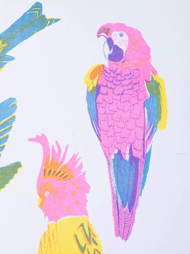 Close-up, detailed shot: pink, blue and yellow parrot