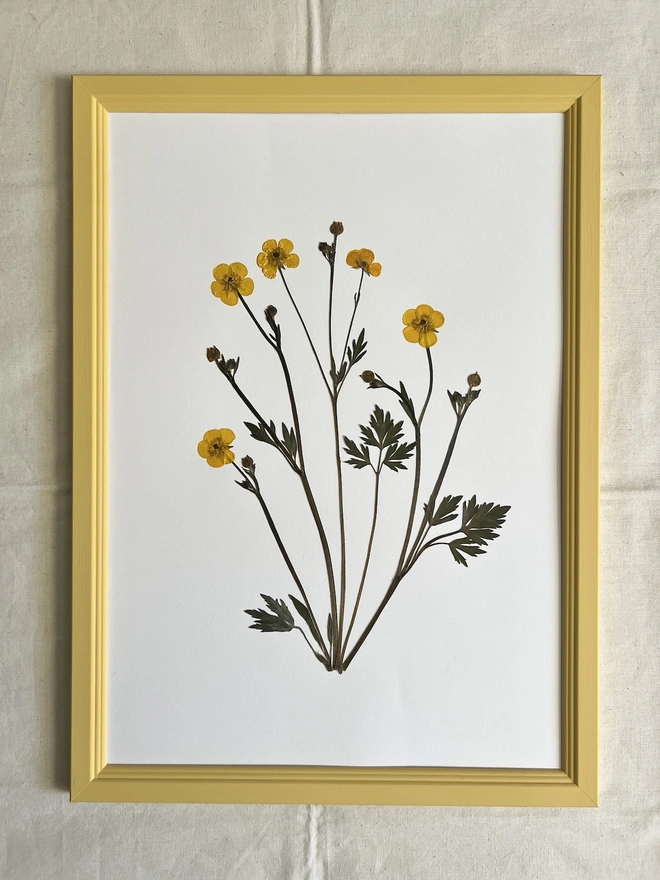 pressed buttercup flowers in painted yellow frame