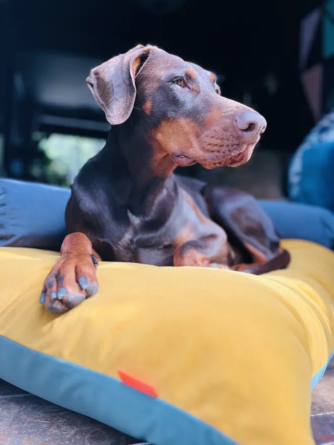 Reversible K-9 Candy Dog Bed