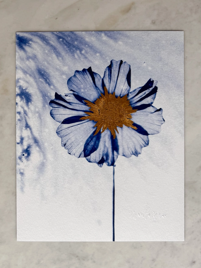 Blue and white Cosmos flower Botanical X-ray print from an original Cyanotype 