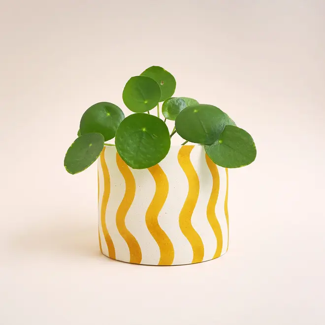 Large Stripes Jesmonite Pot. Green plant sits in a white ceramic pot decorated with vertical yellow wavy stripes against a plain light background.