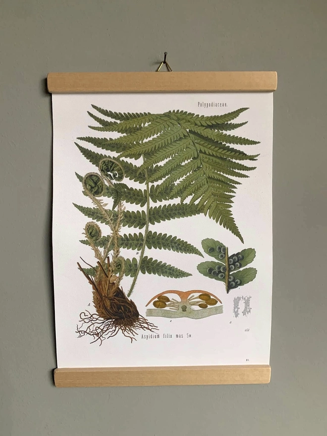 Poster style framed print of ferns