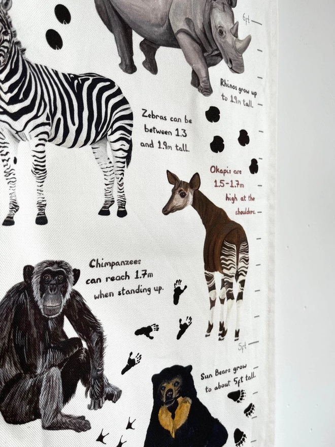 Close up of the fabric height chart featuring a chimpanzee, okapi, rhino, sun bear and zebra