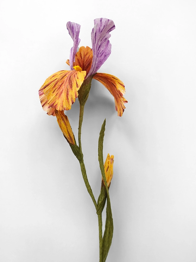 Crepe Paper Bearded Iris DIY Kit