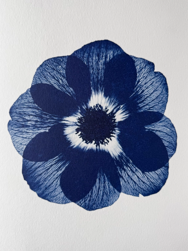 Blue and white Anemone flower Botanical X-ray print from an original Cyanotype 