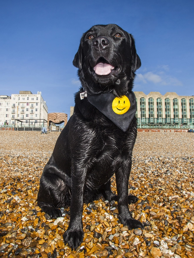 Smiley Face Bandana on Brighton Beach Labrador