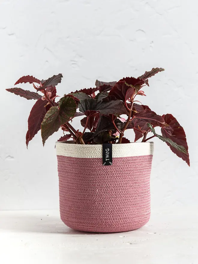 Medium cotton plant pot