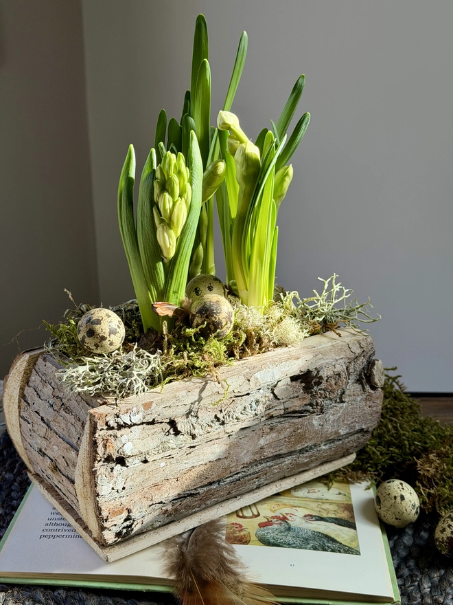 The planted cedar wood trough resting on a wooden table.