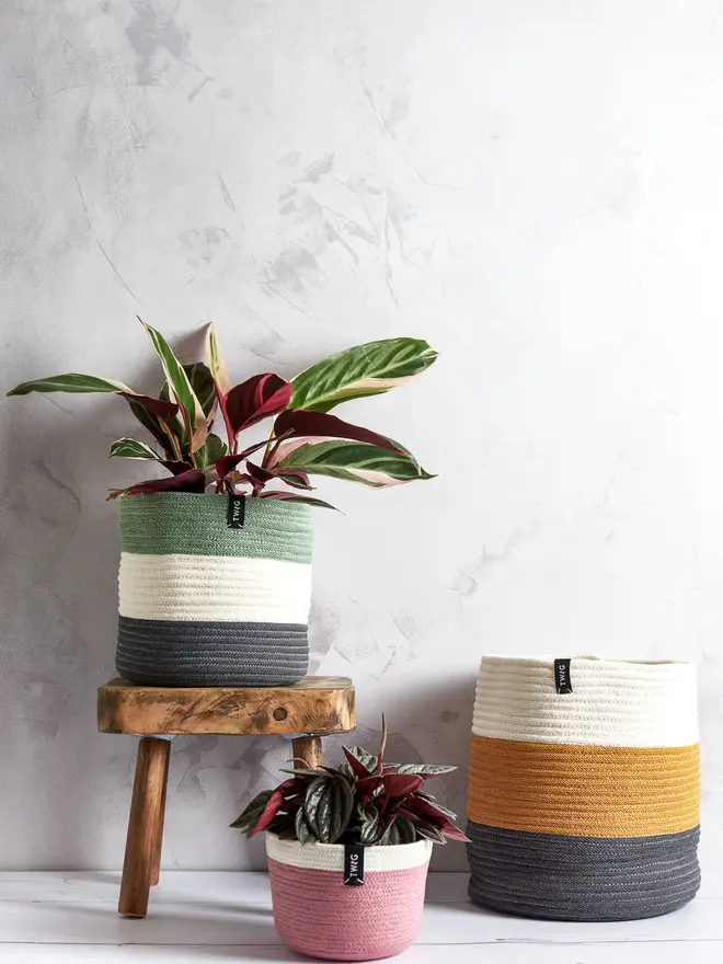Large Striped Cotton Plant Pot