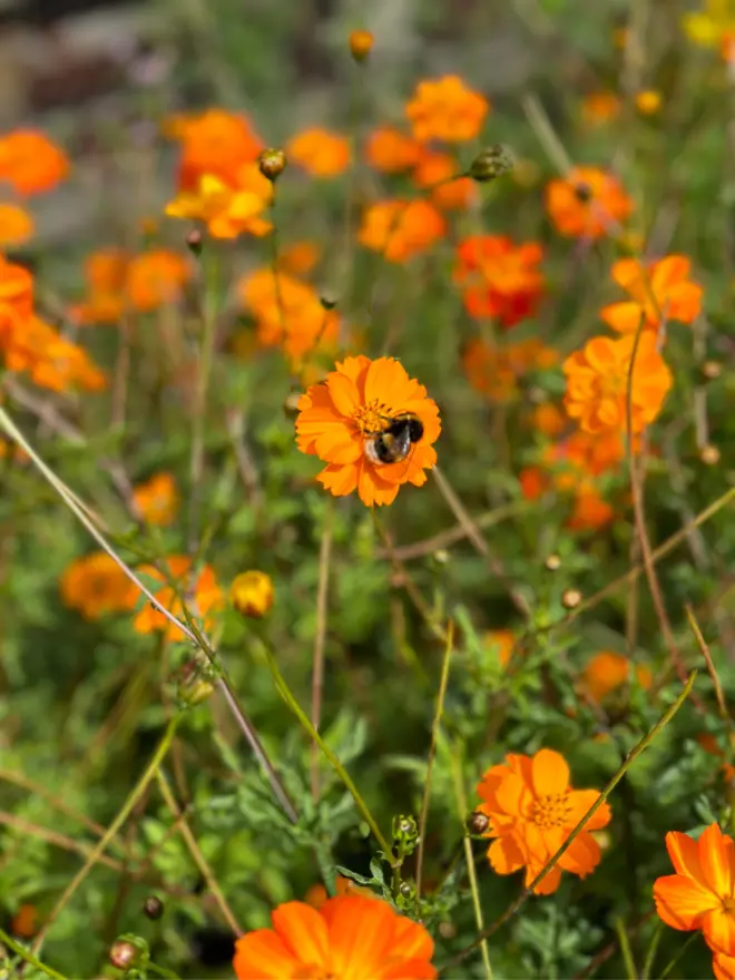 studioEVIG - Natural Dye - Cosmos flowers with bee