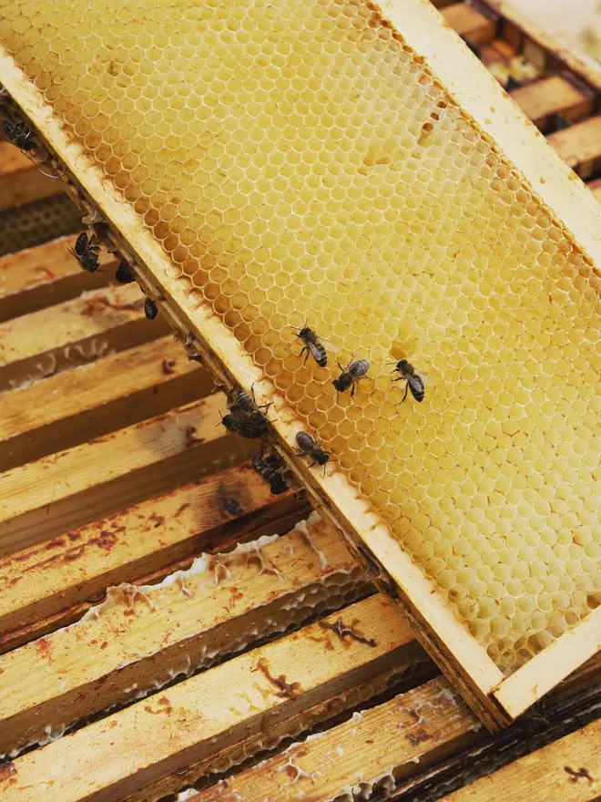 british honey bees