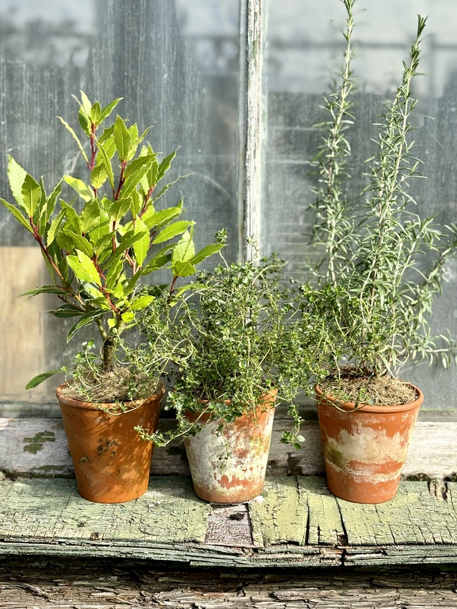 Bay, thyme and rosemary plants in terracotta pots on a windowsill 