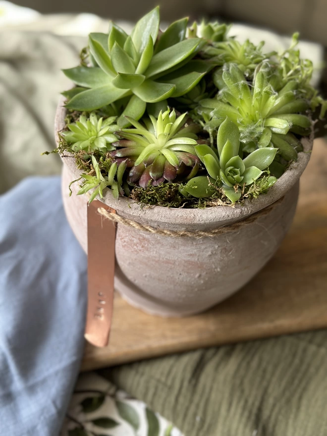 A top-down view of a distressed limewash terracotta pot filled with fresh sempervivum plant and finished with a personalised copper tag on hand-bound twine