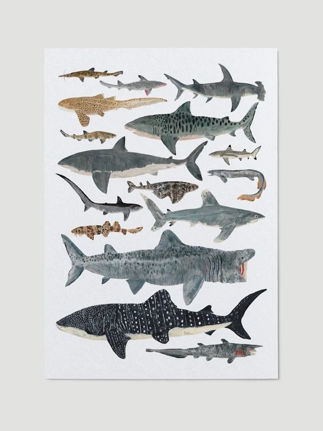 Sharks Print