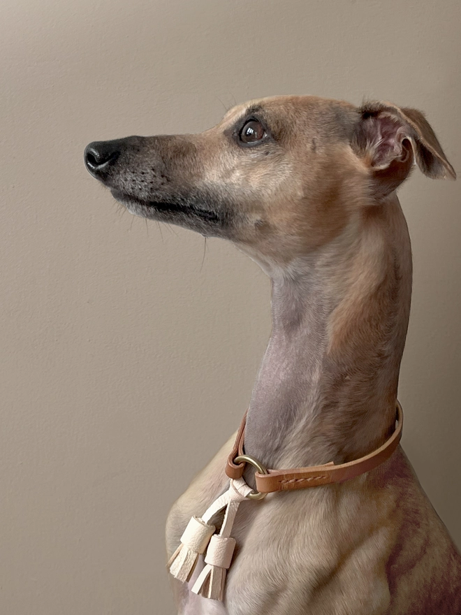 whippet head and neck shot wearing a tassel collar