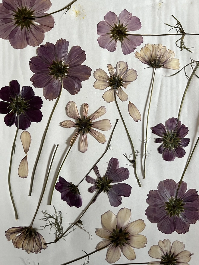 pressed cosmos flowers
