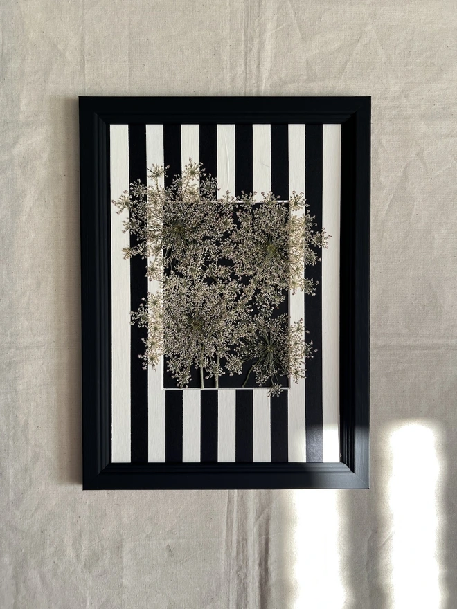 pressed cow parsley flowers in black painted wooden frame