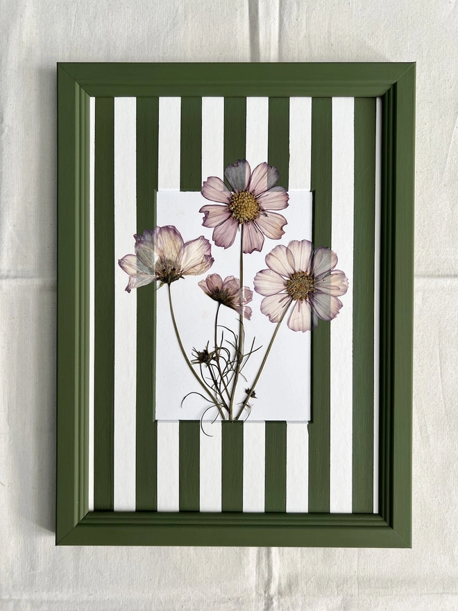 pressed cosmos flowers in hand painted green frame and painted stripe mount