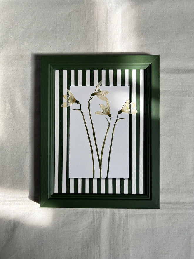 pressed snowdrop flowers in painted dark green wooden frame