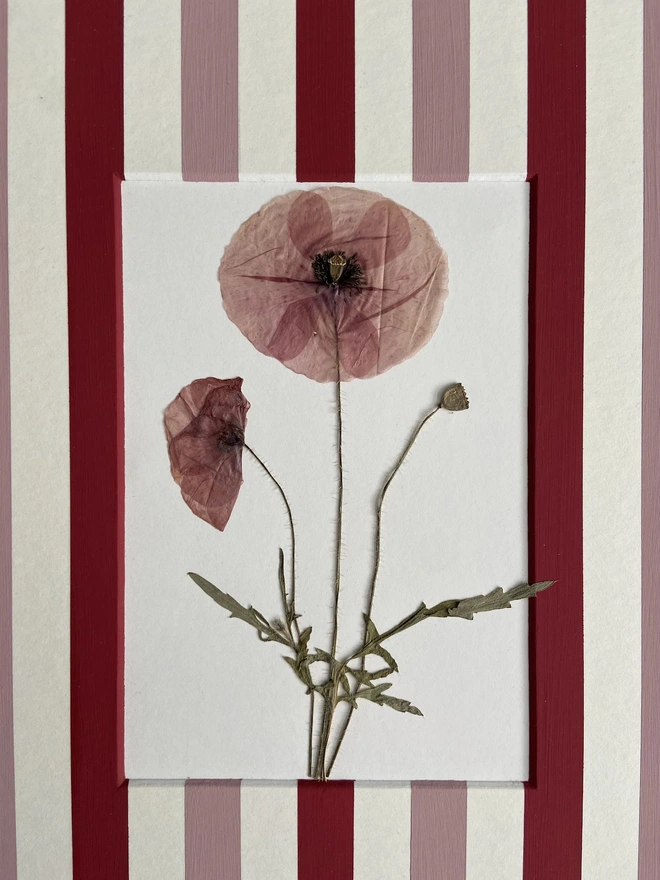 Close up of pressed poppy flowers