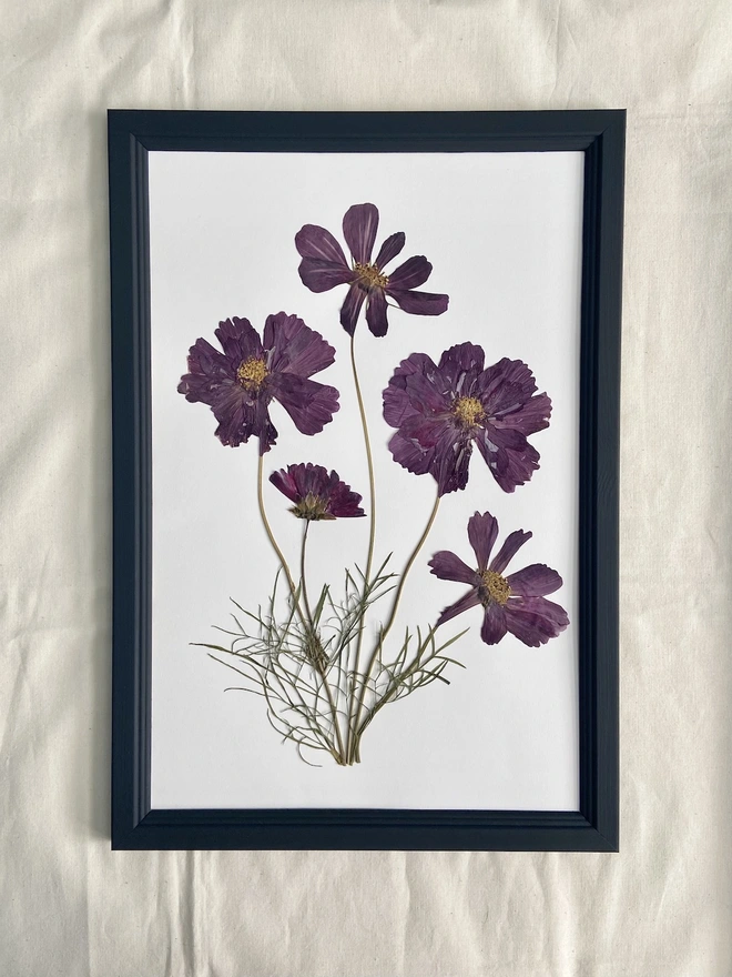 display of pressed pink cosmos flowers in black painted frame