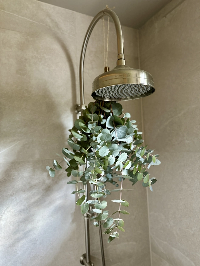 Eucalyptus hanging in the shower