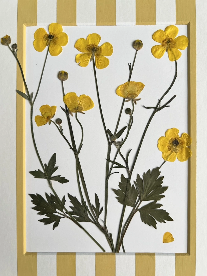 close up of pressed buttercup flowers
