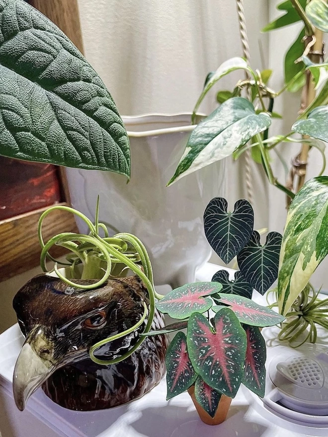 A miniature replica Caladium Red Flash paper plant ornament in a terracotta pot in amongst some real plants, one in an eagle head pot and another paper plant in the background