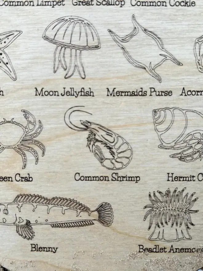 Wooden rockpool creature ID bucket board with engraved sea life illustrations and labels, lying on sand beside driftwood with a purple strap.