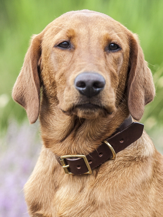 Dark Chocolate Brown Leather Dog Collar on Labrador