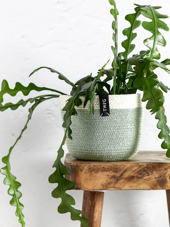 Small Natural Cotton Plant Pot