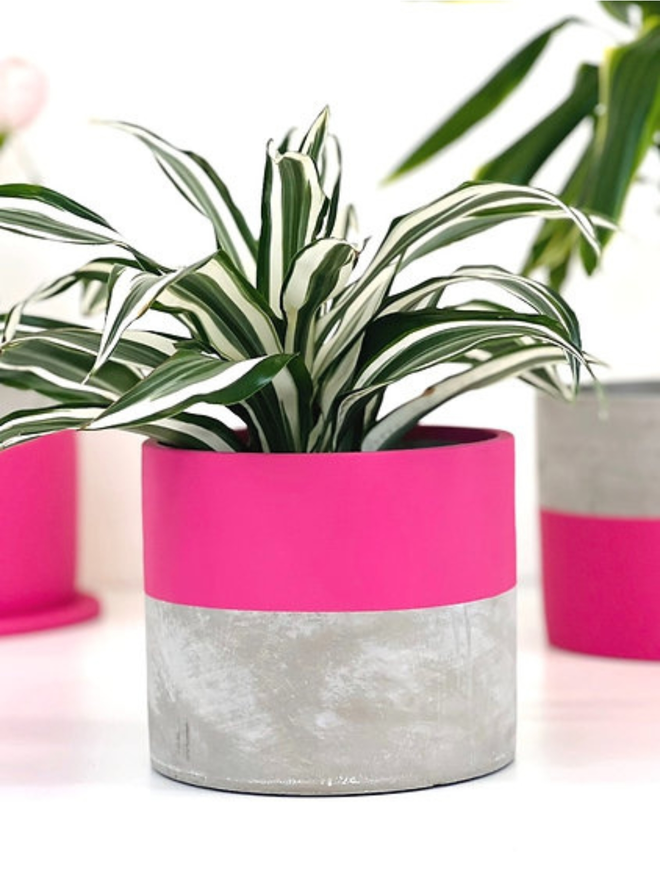 lucky dip concrete plant pot. a grey concrete plant pot with a deep pink stripe around the top half.