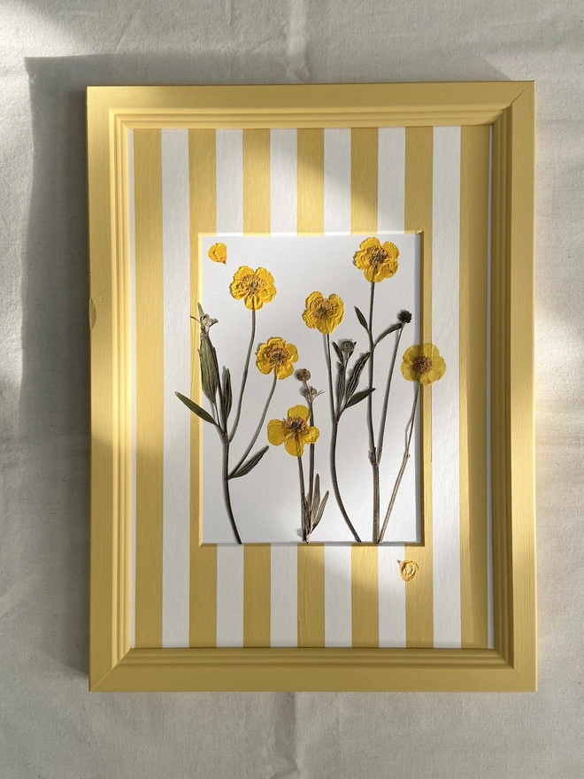 pressed buttercup flowers on a painted stripe mount and painted frame