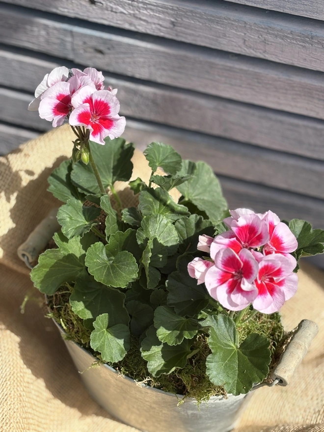 Two tone tender geranium in large zinc planter with wooden handles.