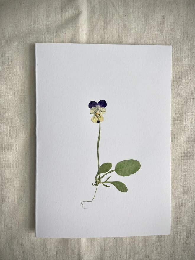 White greeting card with cream and purple pansy flower