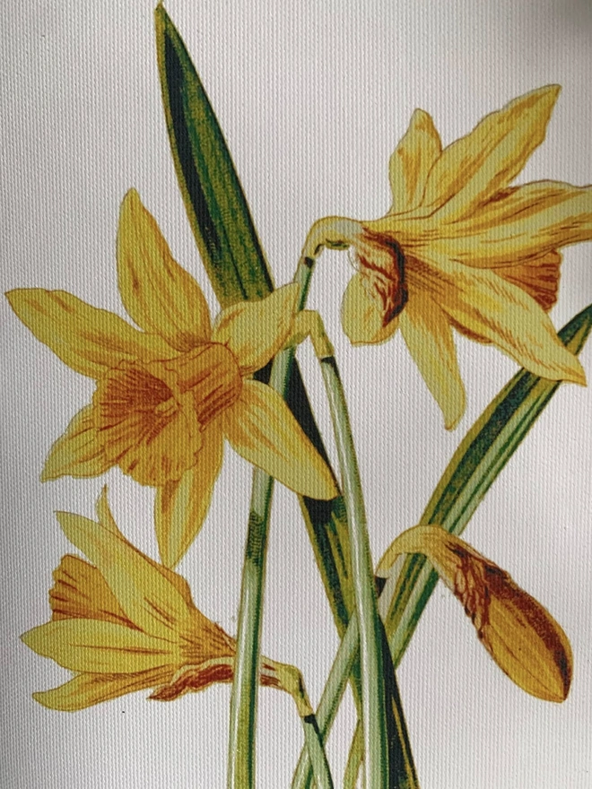 Spring daffodil botanical print on canvas