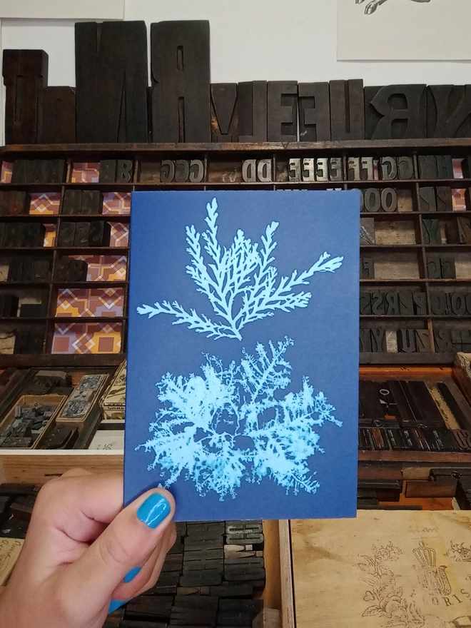 A hand holds up a blue card with a cyanotype print of a seaweed specimen.