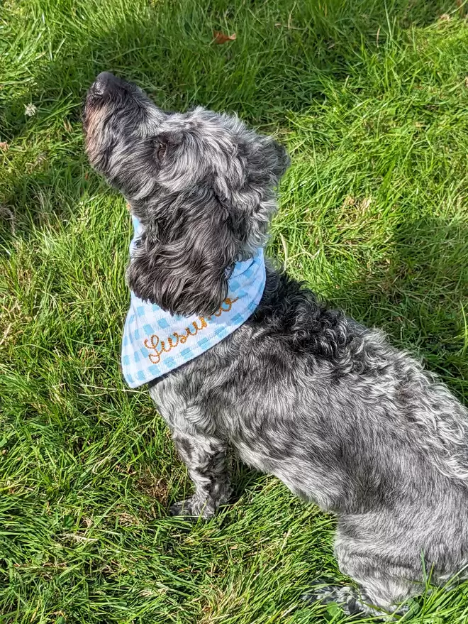 Powder Blue & White checkered dog bandana worn by a small black and grey Dog sitting in a field, personalised with Gold embroidery thread reading 'Susumo'