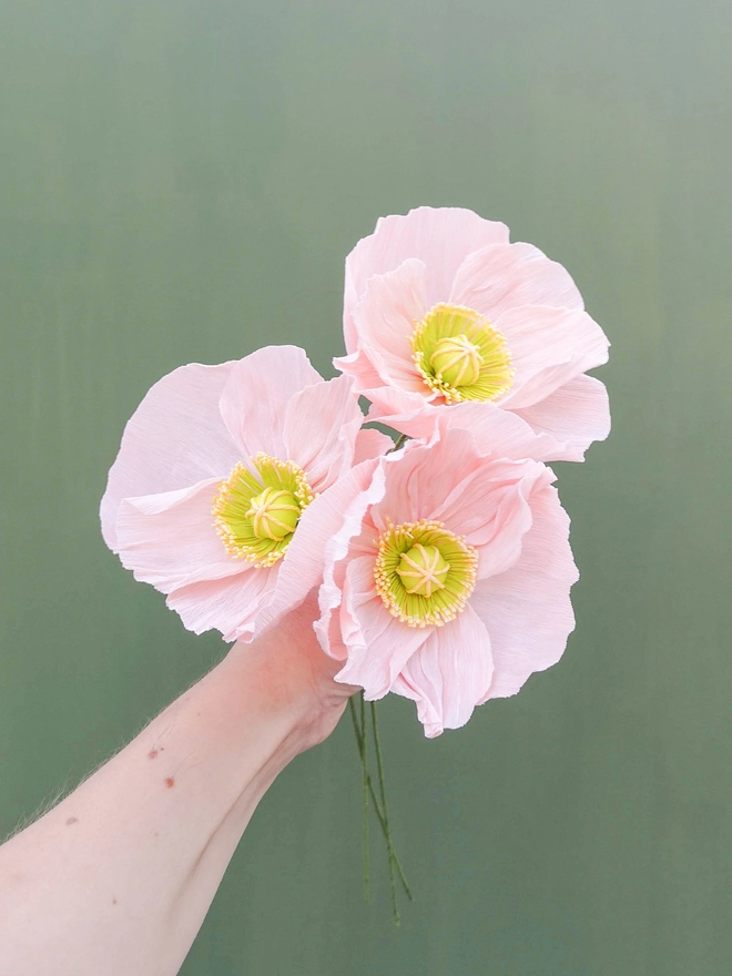 Three pink Icelandic paper poppies