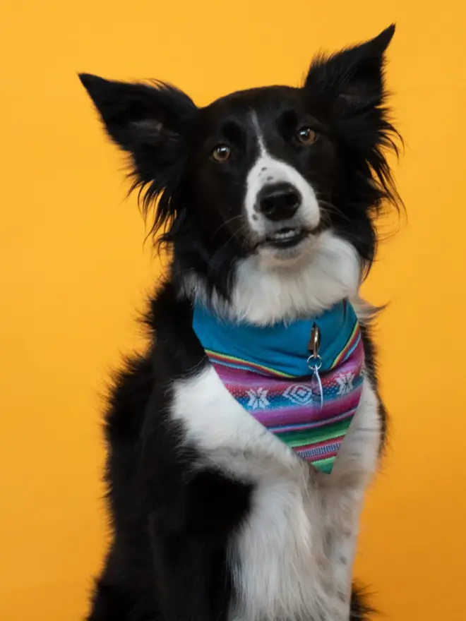 Inca blue dog bandana being worn by an adorable dog