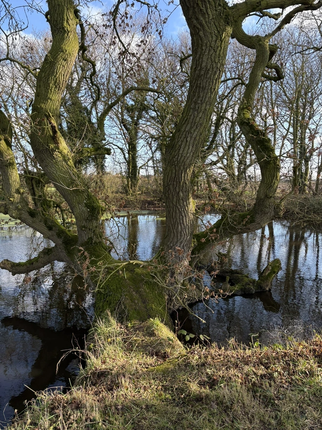 Norfolk 'n Way
