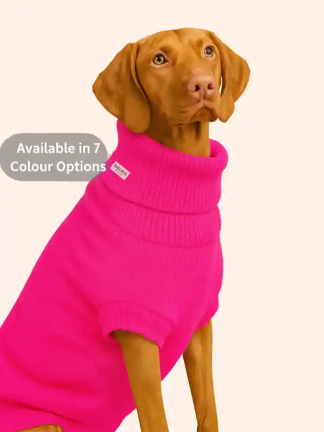 large wool dog jumper on a vizsla