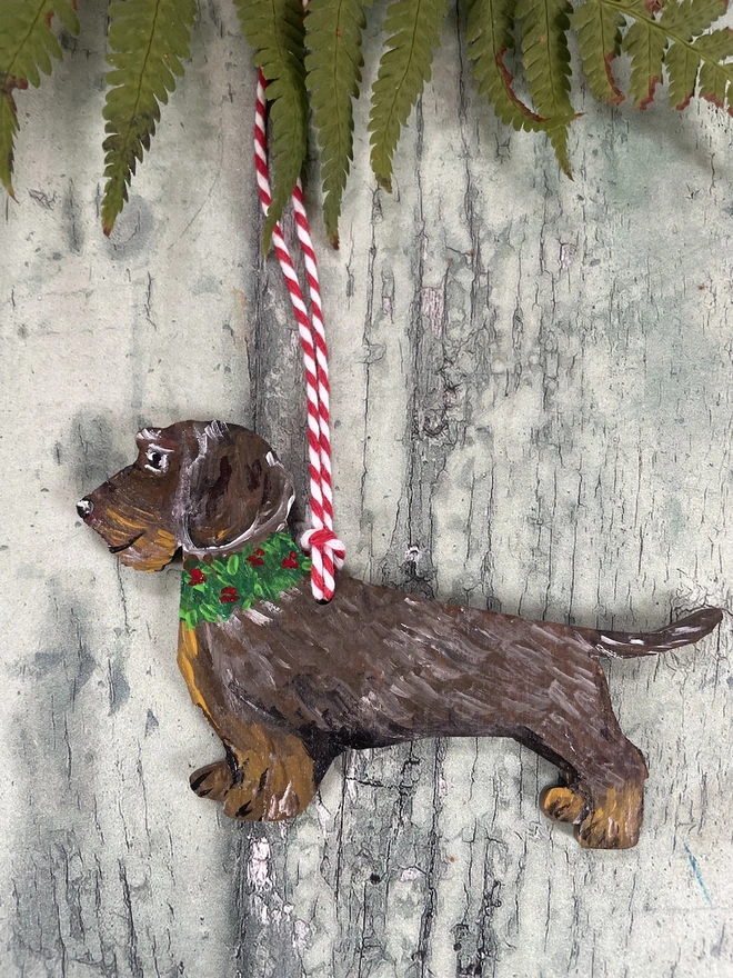 Wire haired dachshund with red and white twine