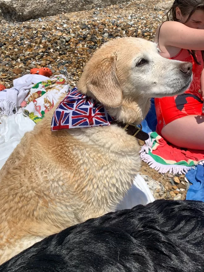 Union Jack Bandana on Labradoodle