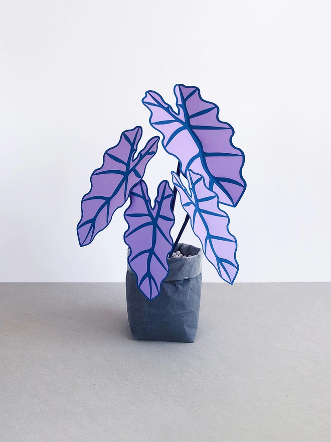 Purple paper plant by Brazen Botany